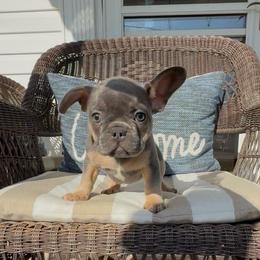 Libby - Tricolors female French Bulldog puppy in Mansfield, Ohio from Bad to the Bone French Bullies