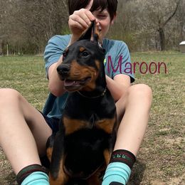 Maroon Collar Girl HM - Black and rust Doberman Pinscher puppy in Knox, Indiana from Double River Dobermans