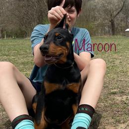Maroon Collar Girl HM - Black and rust Doberman Pinscher puppy in Knox, Indiana from Double River Dobermans