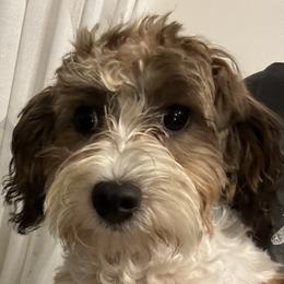 Dexter - Chocolate sable male Havanese puppy in Clearwater, Florida from Havanese Loves
