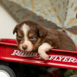 Coral - Red tri female Toy Australian Shepherd puppy in Granbury, Texas from Best Little Aussies