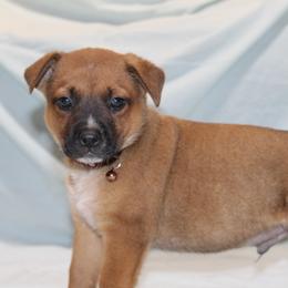 Brownie - Red mottled male Australian Cattle Dog puppy in Willamina, Oregon from Cherished Chihuahuas