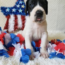 Great Dane Puppies from Gentle Giants of Tennessee Great Danes
