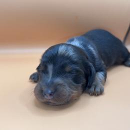 Caelum - Dapple male Dachshund puppy in Barstow, California from Kindle & Burrow Dachshunds