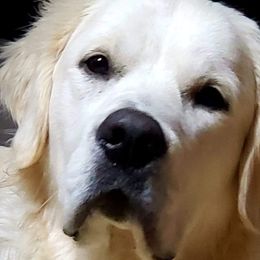 Golden Retrievers from Hearts of Gold Retrievers LLC