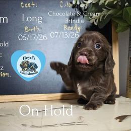 William - Chocolate male Dachshund puppy in Hoquiam, Washington from Heyd's Mini Dachshunds
