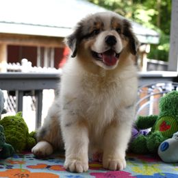 Girl 4 - female Australian Shepherd puppy in Lake Ann, Michigan from Star Australian Shepherds