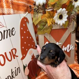 Misty - Black and tan female Dachshund puppy in Roanoke, Alabama from Windsor Frenchie & Dachshunds