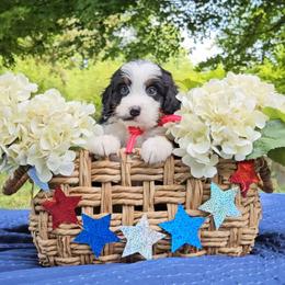 Coast - Tri-color male Bernedoodle puppy in Russell Springs, Kentucky from 270 Doodles