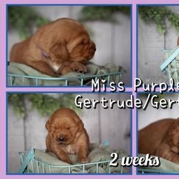 Gertrude (Gertie) - Dark golden female Golden Retriever puppy in Driggs, Idaho from SK Golden Retrievers