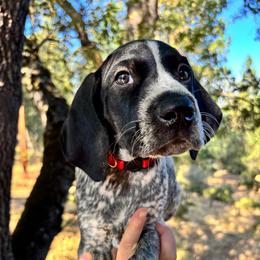 Cayenne- red collar - Black roan male German Shorthaired Pointer puppy in Mokelumne Hill, California from Underhill GSP
