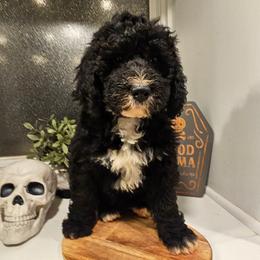 Red - Black and white male Bernedoodle puppy in Shelby, North Carolina from Forever Grateful Doodles