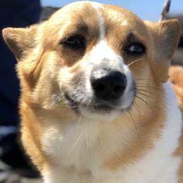 Pembroke Welsh Corgis from Lazy Z Corgi's