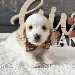 Mr. Green-2800 - Dapple male Dachshund puppy in Ocala/Gainesville, Florida from From the Heart Doxies