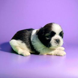 AKC-Peanut - Tricolor male Shih Tzu puppy in Charlotte, North Carolina from Judy's Shih Tzus