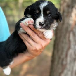Full Tail - Black and white female American Corgi puppy in Nashville, Arkansas from Whisenhunt Farms