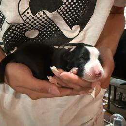 Black and white boy 5 - Black and white male Border Collie puppy in Jackson, New Jersey from NJ Bees BC
