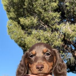Dachshund Puppies from Tucson Dachshund Co.