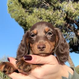 Dachshund Puppies from Tucson Dachshund Co.
