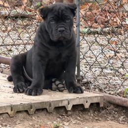 RÌOMHACH LITTER - Black male Cane Corso puppy in Crossville, Tennessee from CANE CORSO DI DROGHEDA LLC