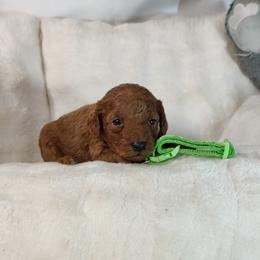 Boy 2 - male Poodle puppy in Westfield, North Carolina from Legacy Pets