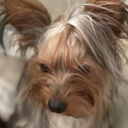 Maltese and Yorkshire Terriers from Paw Paradise 82