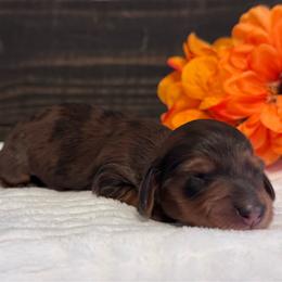 Jolene - Red female Dachshund puppy in Dothan, Alabama from Little House Pups
