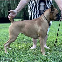Sophia - Boxer
