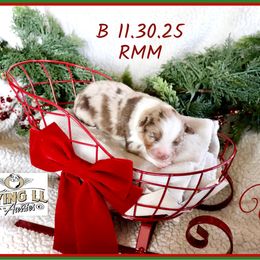 Ultima - Red merle male Miniature Australian Shepherd puppy in Madisonville, Texas from Flying LL Aussies