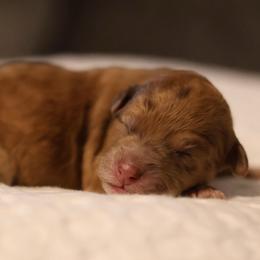 Amara - Merle female Goldendoodle puppy in Forney, Texas from Diamond Doodle Pups and Poodles