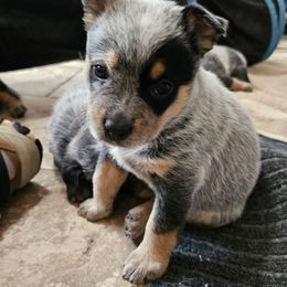 Australian Cattle Dog Puppies from Lakota Australian Cattle Dogs