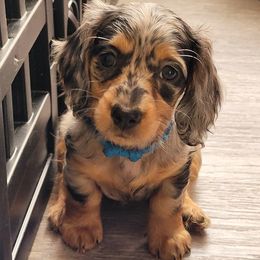 Dachshunds from BriarRidge Dachshunds