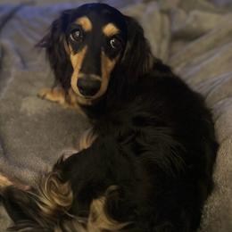 Rumor - Black and tan female Dachshund puppy in Grant, Oklahoma from Weenie World