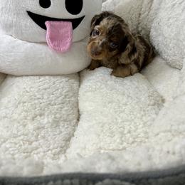 Dachshund Puppies from Honey Creek Doxies