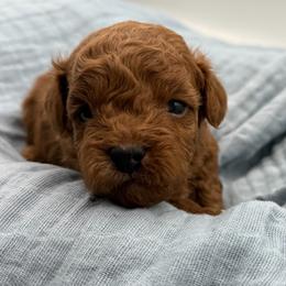 Karon - Red sable male Havapoo puppy in Loveland, Colorado from Littledoodles2love