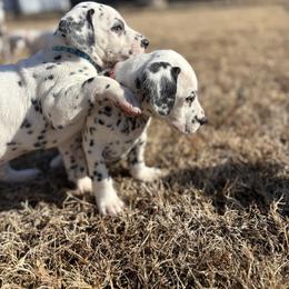 Blue collar boy(LUA) - White and black male Dalmatian puppy in Wilson, North Carolina from New Horizonz Dalmatians