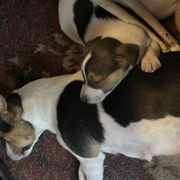 Russell Terriers from Russell House