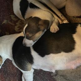 Russell Terriers from Russell House