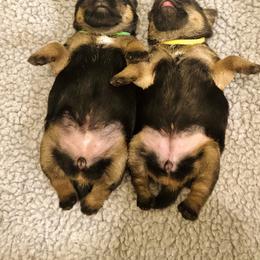 Border Terrier Puppies from Fortune Farms