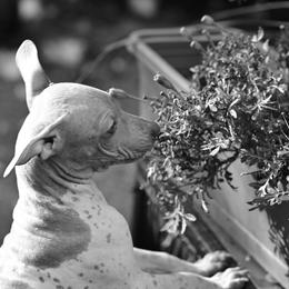 Crypton - White and red male American Hairless Terrier puppy in Claremont, New Hampshire from Melanie Bell