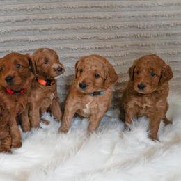 Goldendoodle Puppies from Maryland Doodles