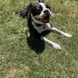 Boston Terrier Puppies from Boston Kup Breeders