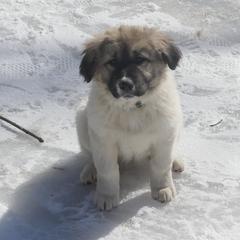Anatolian Shepherd Dog Puppies from Lambkin Lane Farm