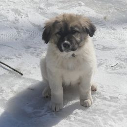 Anatolian Shepherd Dog Puppies from Lambkin Lane Farm