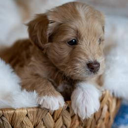 Buttercup - Apricot male Schnoodle puppy in Grove, Oklahoma from Grand Lake Poodles & Doodles