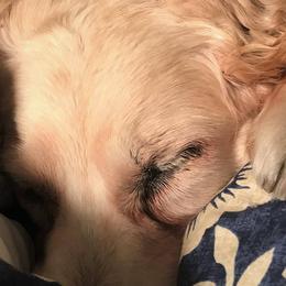 Golden Retrievers from Fairview Goldens