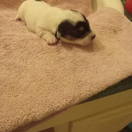 Girl 1 - Cream female Dachshund puppy in Warrenville, South Carolina from Sherman's Dachshunds