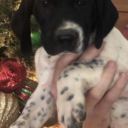 German Shorthaired Pointers from Hatcher’s GSP’s