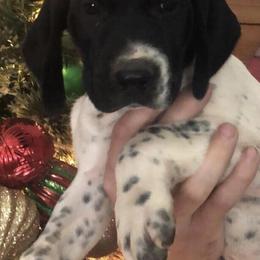 German Shorthaired Pointers from Hatcher’s GSP’s