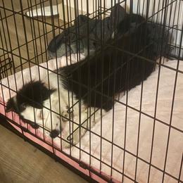 Marshmallow - Black tri-color female Australian Shepherd puppy in Belton, Texas from Brilliant Beautiful Australian Shepherds